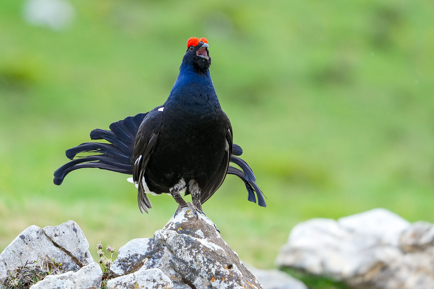 Birkhahn