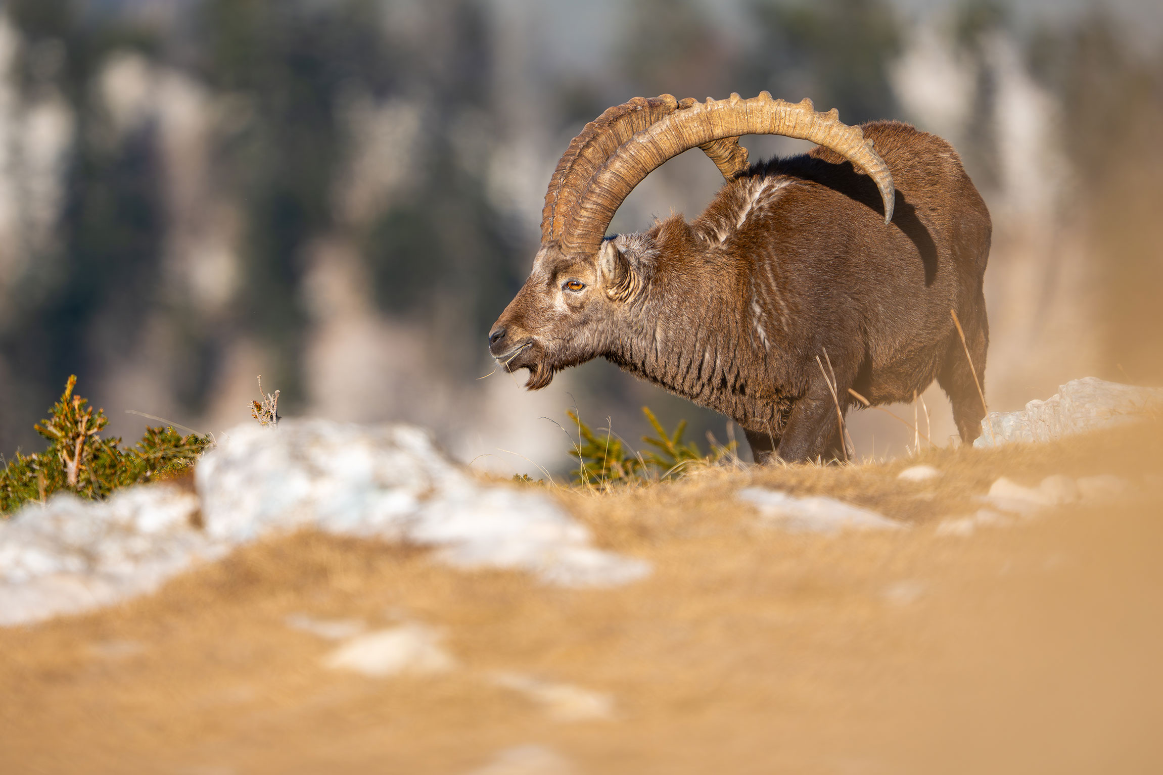 Alpensteinbock Detailaufnahme