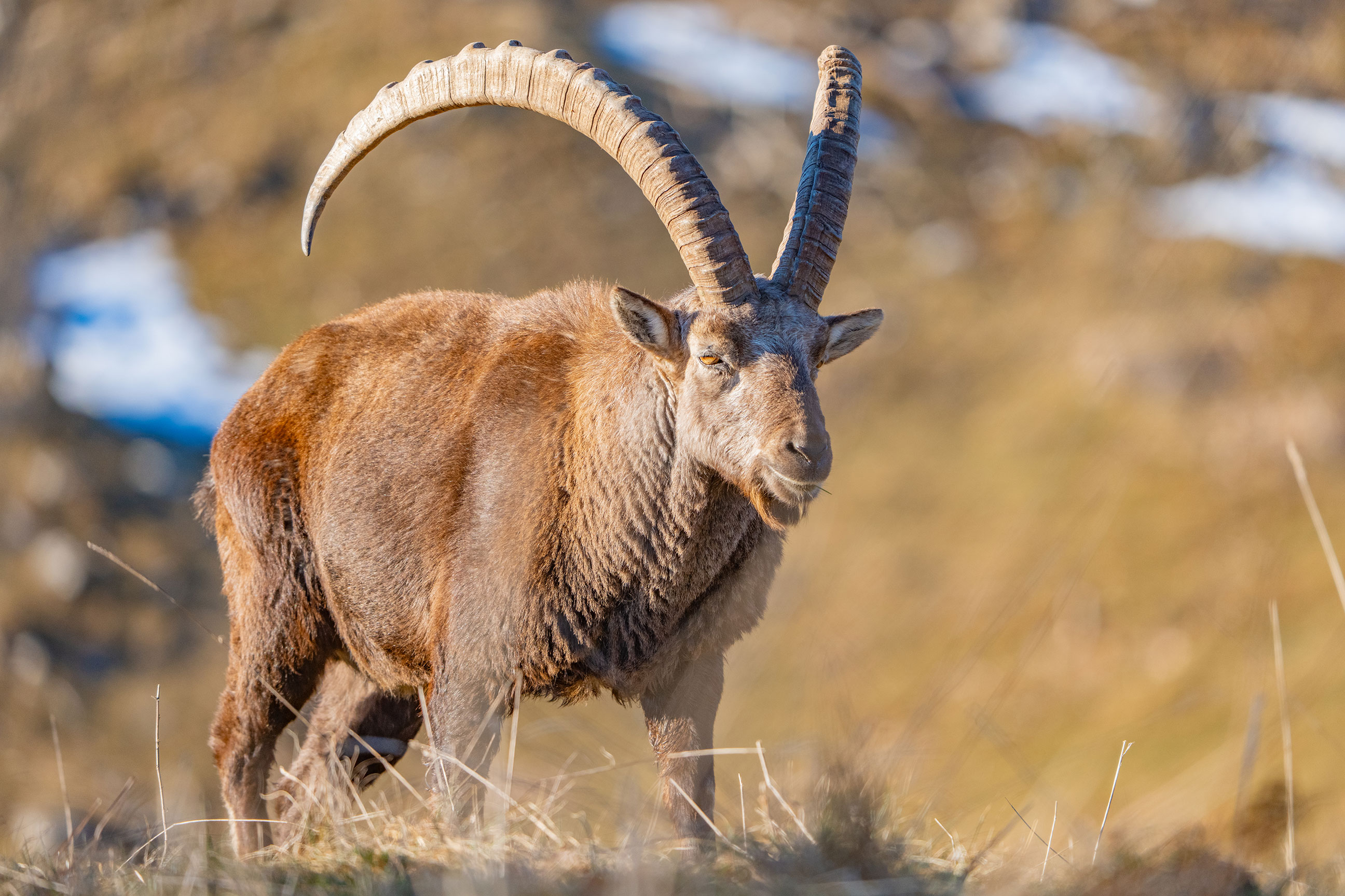 Alpensteinbock im Winterlicht