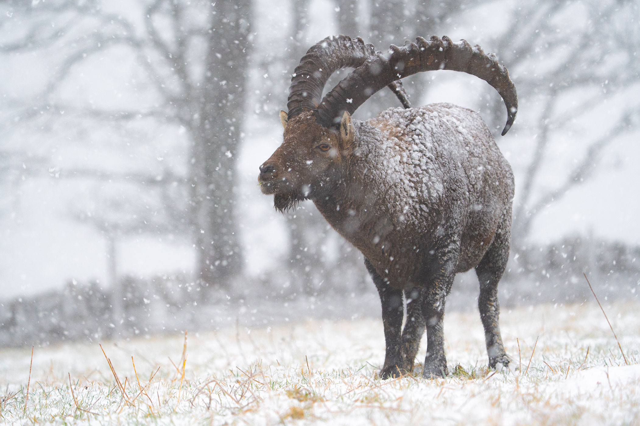 Junger Alpensteinbock