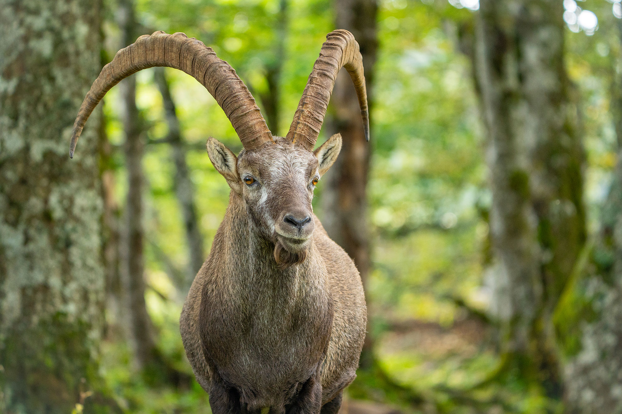 Alpensteinbock