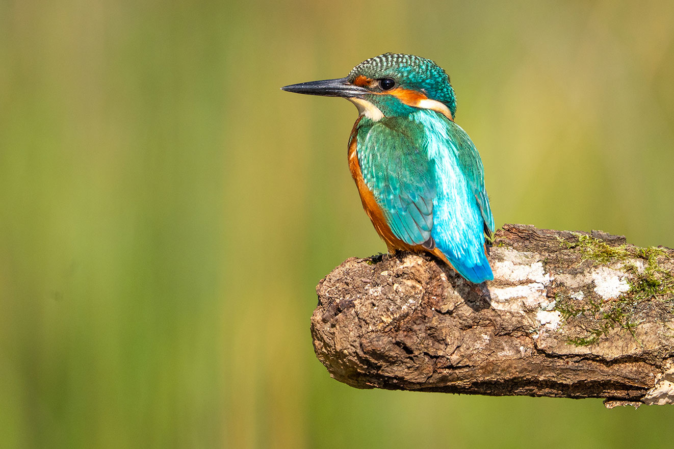 Eisvogel Detailaufnahme