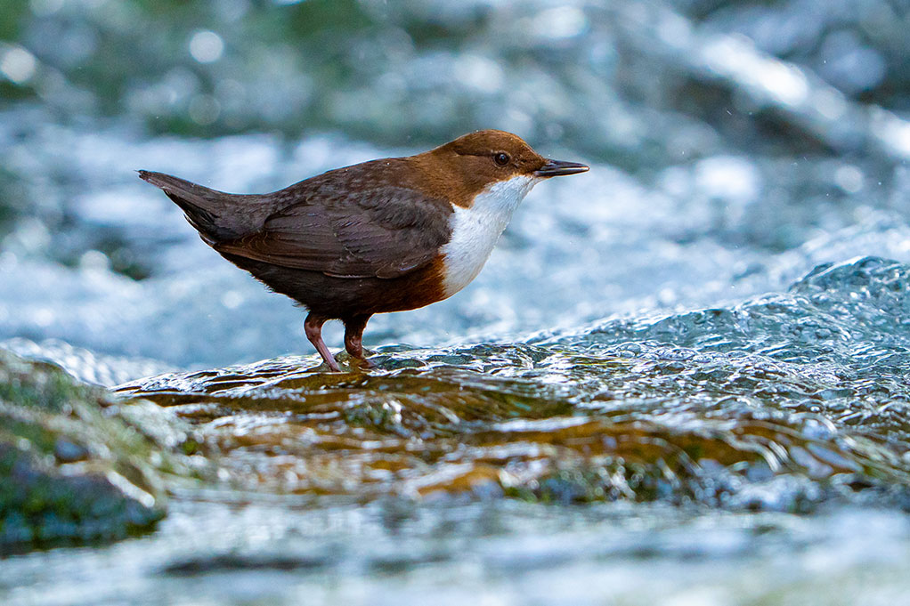Wasseramsel