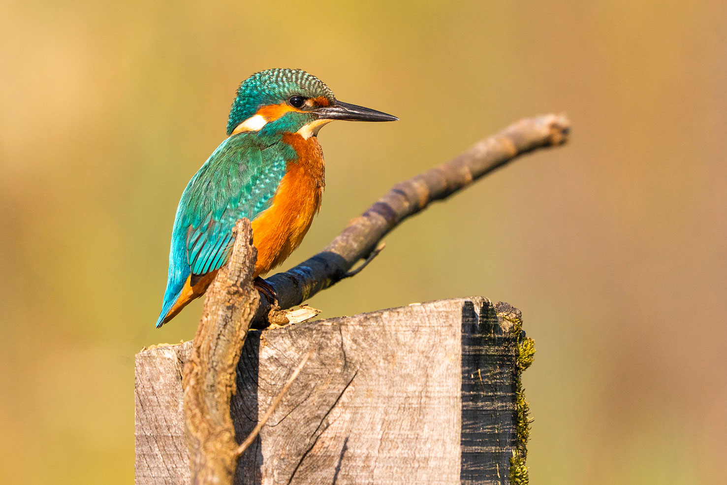 Eisvogel